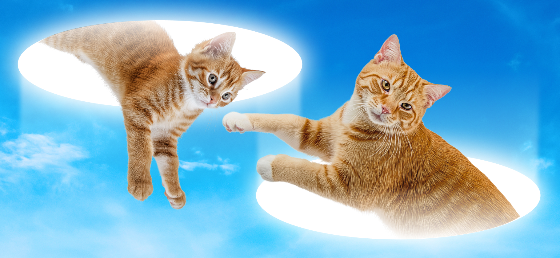 До и после: 7 котов, которые преобра­зи­лись, когда обрели дом