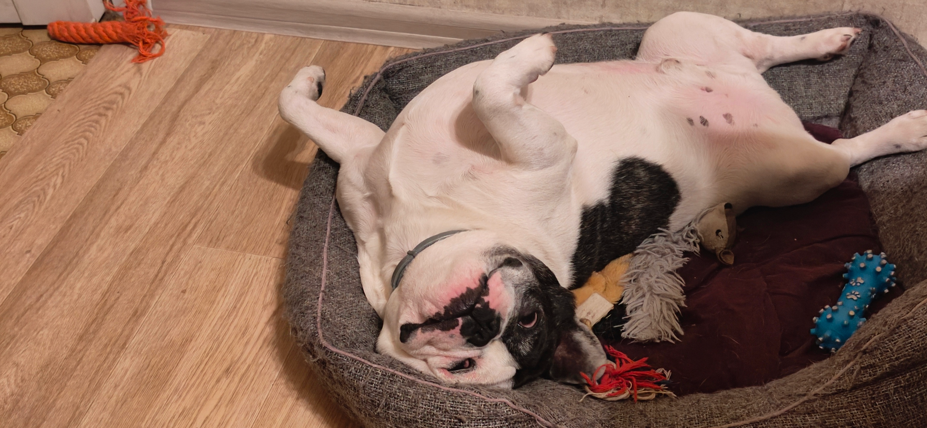 До и после: французский бульдог Фурек в детстве и спустя 8 лет