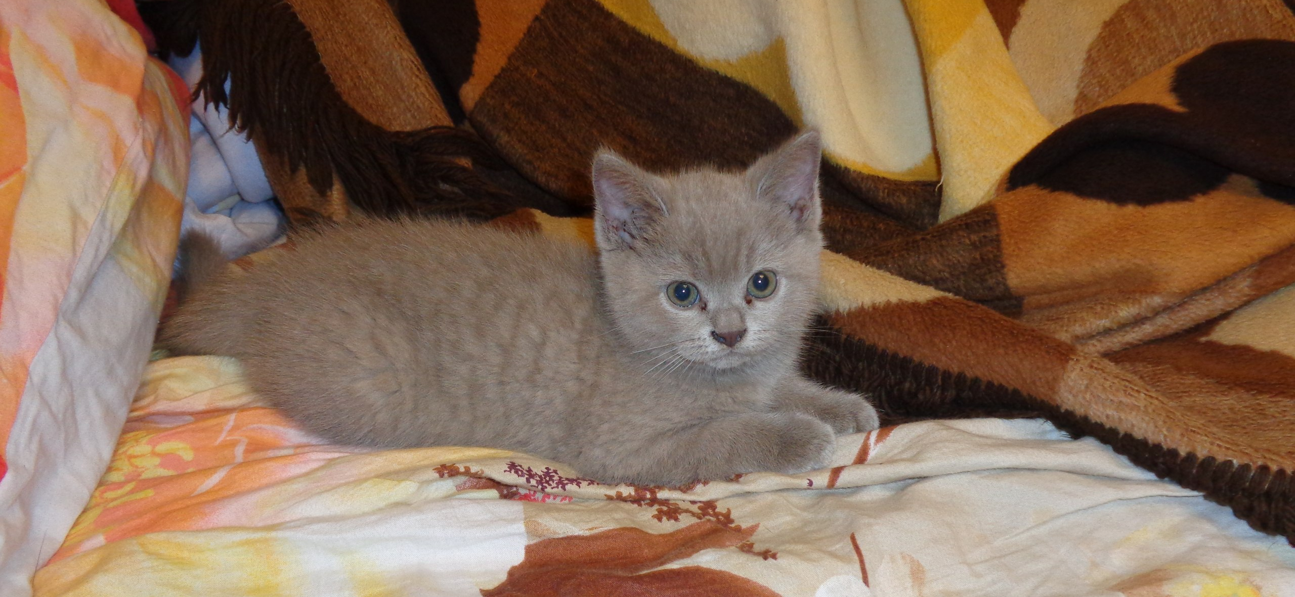 До и после: кошка Даша в 1 месяц и 5 лет