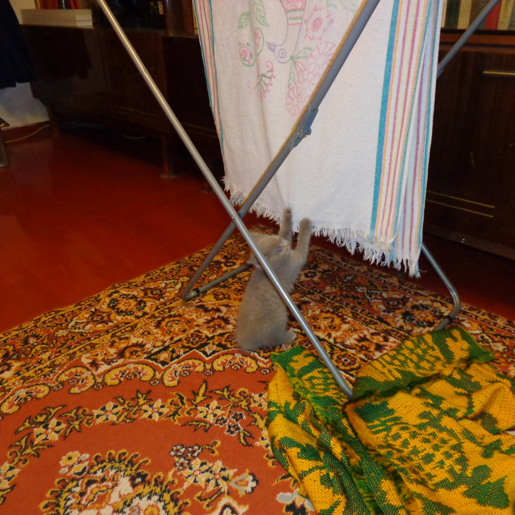 От 1 месяца до 5 лет в режиме развлечений и кормёжки