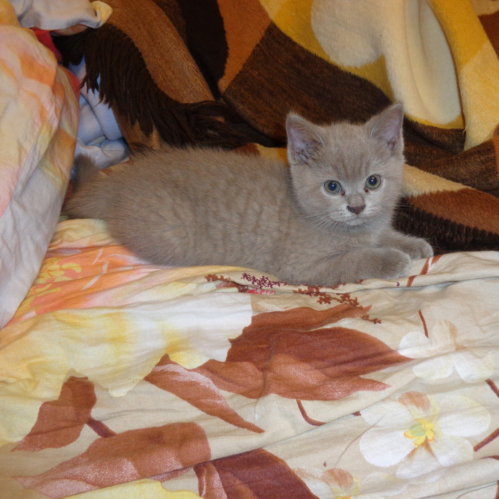 От 1 месяца до 5 лет в режиме развлечений и кормёжки