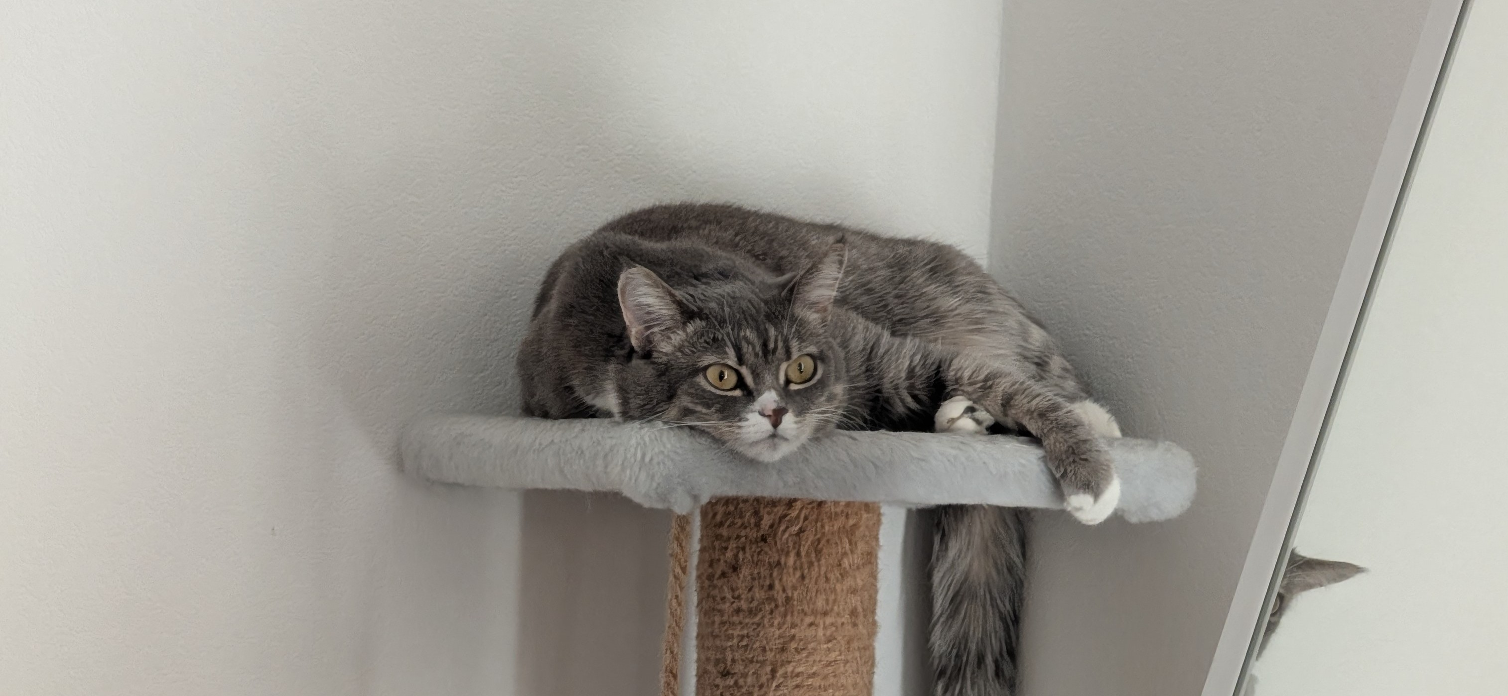 До и после: кошка Мэгги в детстве и сейчас