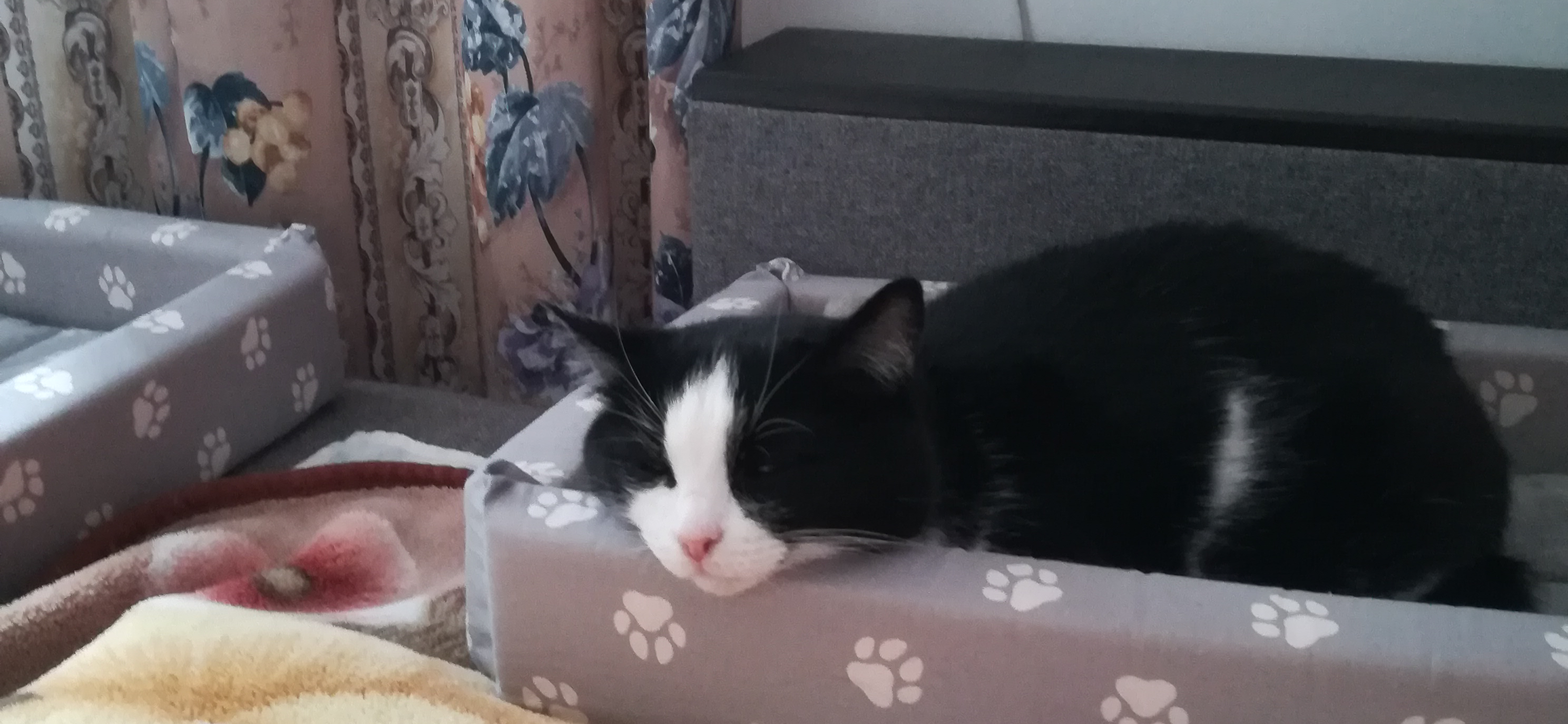 До и после: кошка Шаня в предвкушении вкусняшек и удовлетворенная перекусом