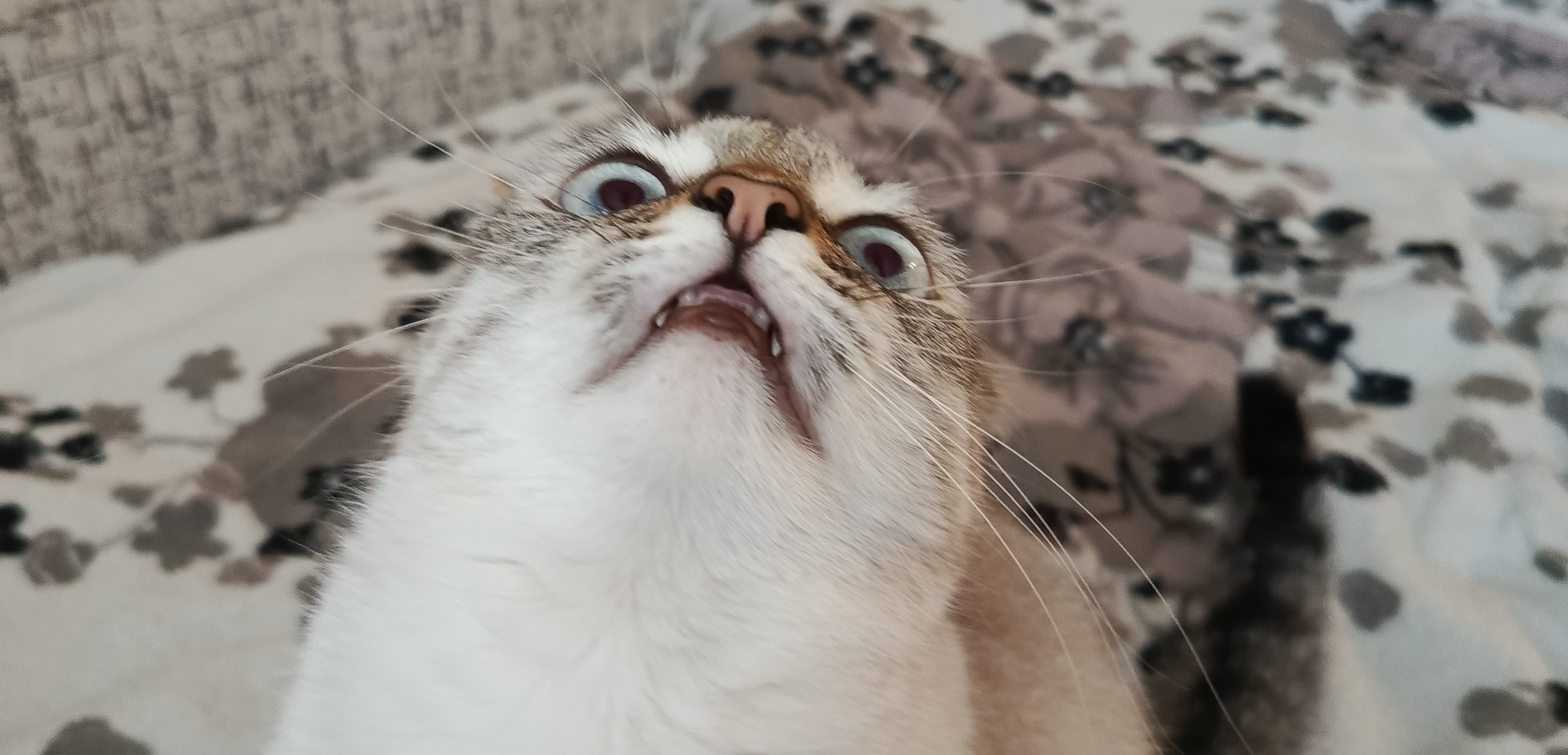 До и после: кошка Тая в 2023 году и сейчас