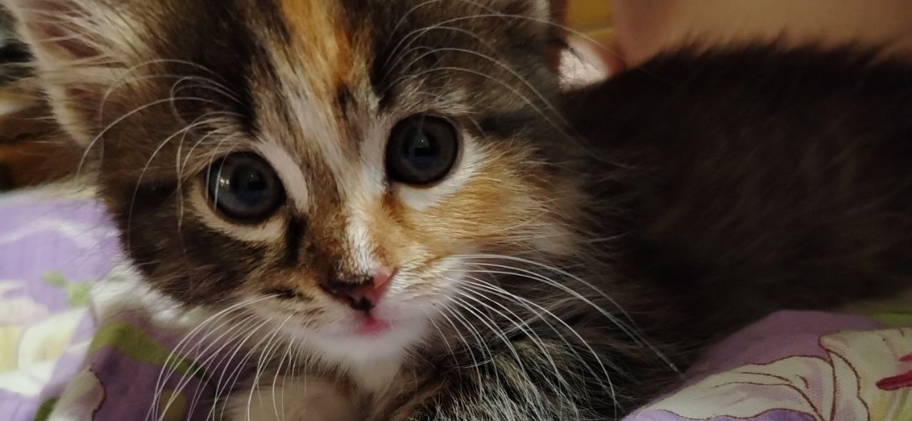 До и после: кошка Масяня в 1,5 и 10 месяцев