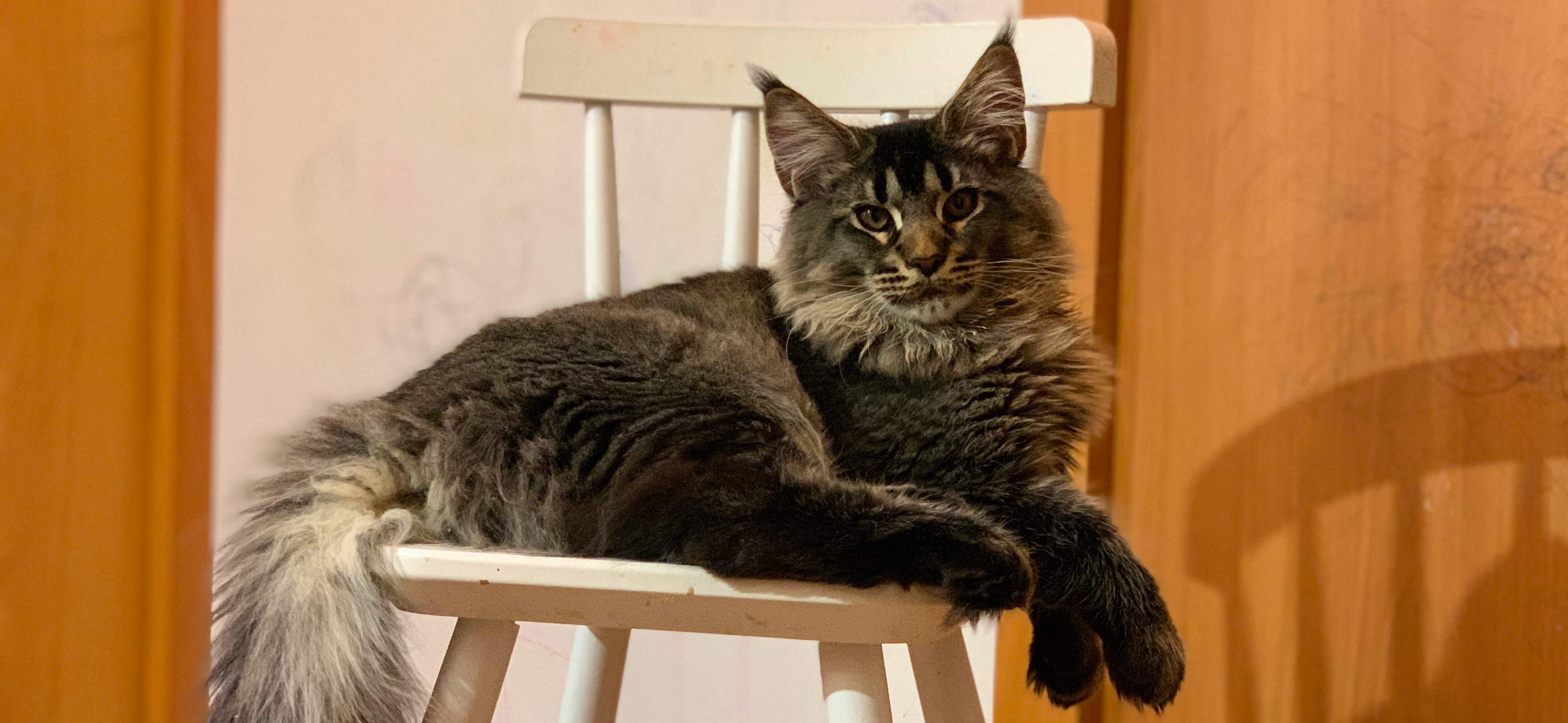 До и после: кот Баричка 5 лет назад и сейчас