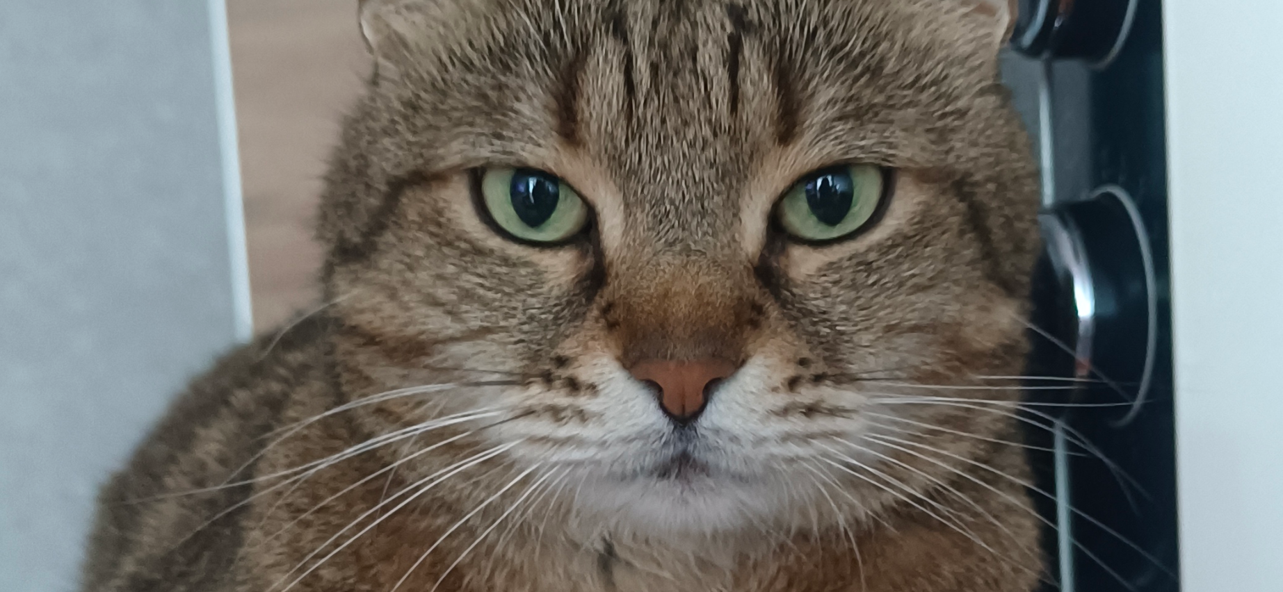 До и после: кот Ерофей в детстве и сейчас