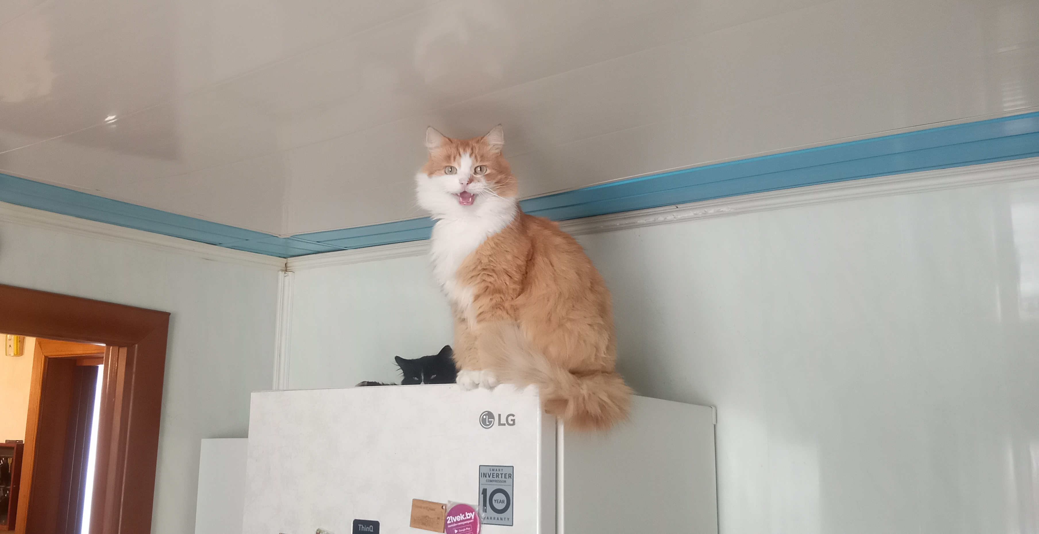 До и после: кот Яша, каким мы его нашли и каким он стал