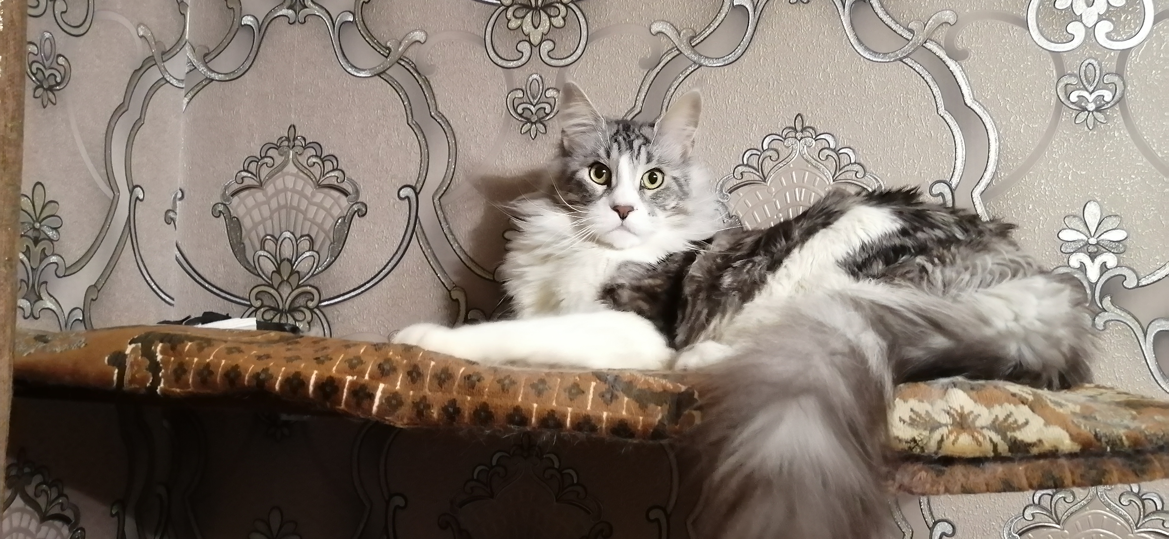 До и после: кот Локи в детстве и сейчас