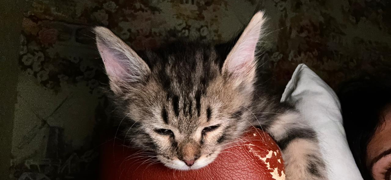 До и после: кот Каспер, которого мы подобрали с улицы, в 3 месяца и спустя год