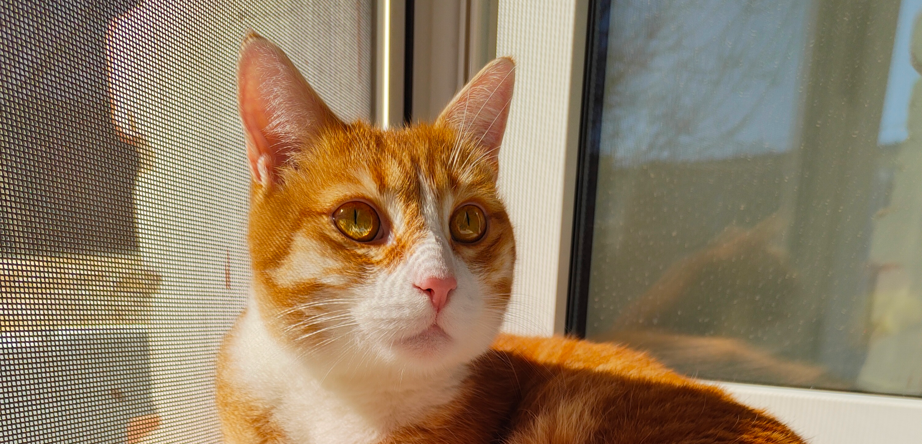 До и после: кот Степа в детстве и сейчас