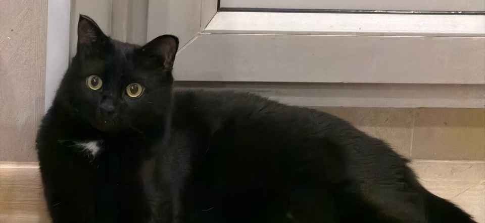 До и после: кот Улька при первой встрече и сейчас