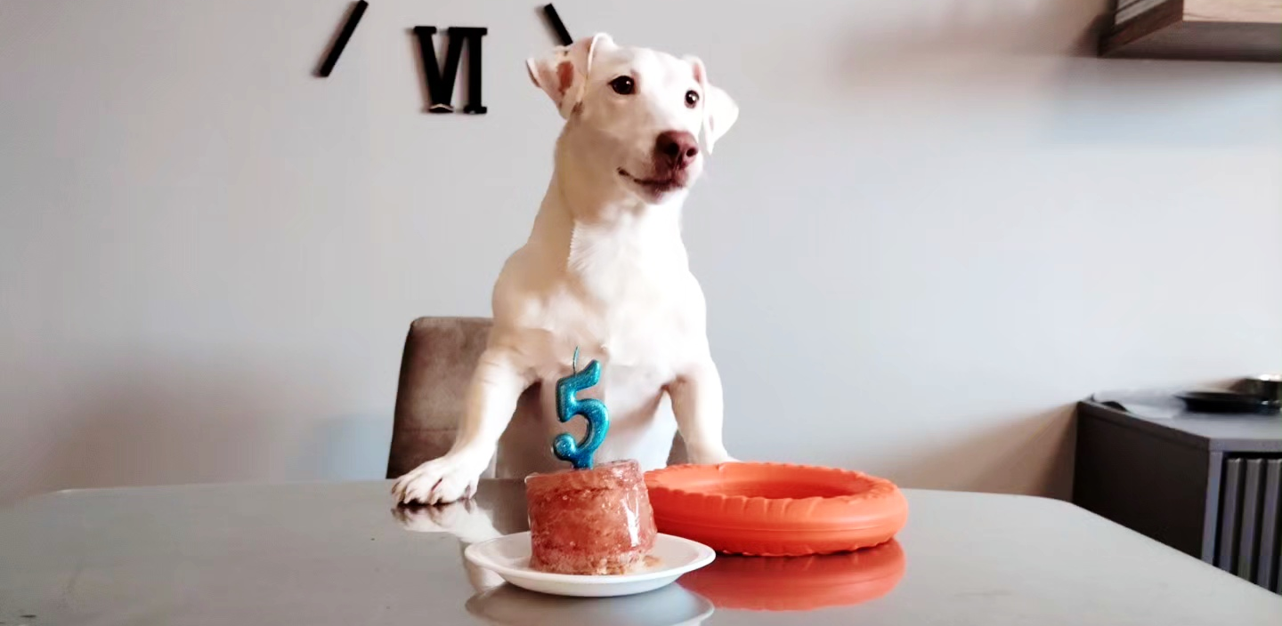 До и после: пес Арчик в 2 месяца и спустя 5 лет