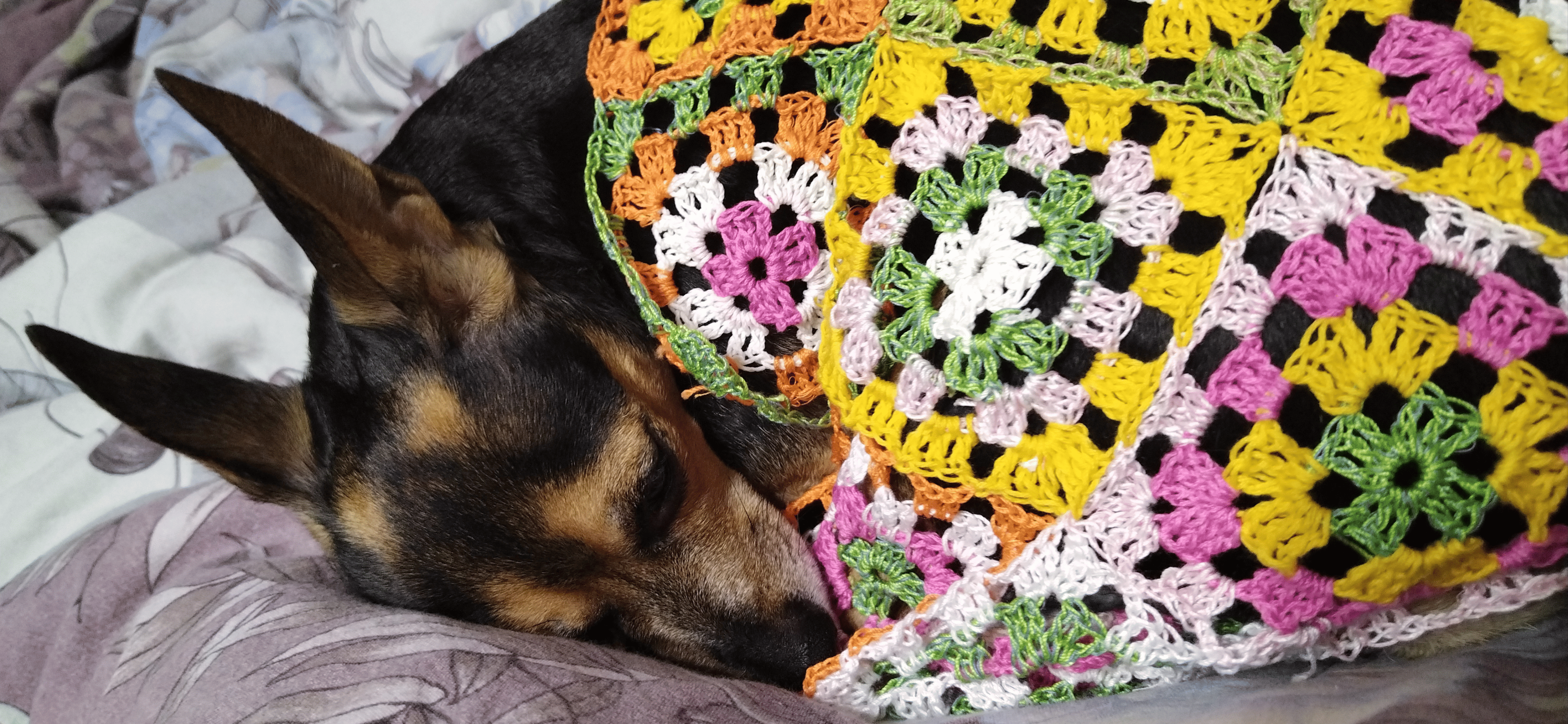 Фото питомца: собака Джулия спит в разных местах квартиры