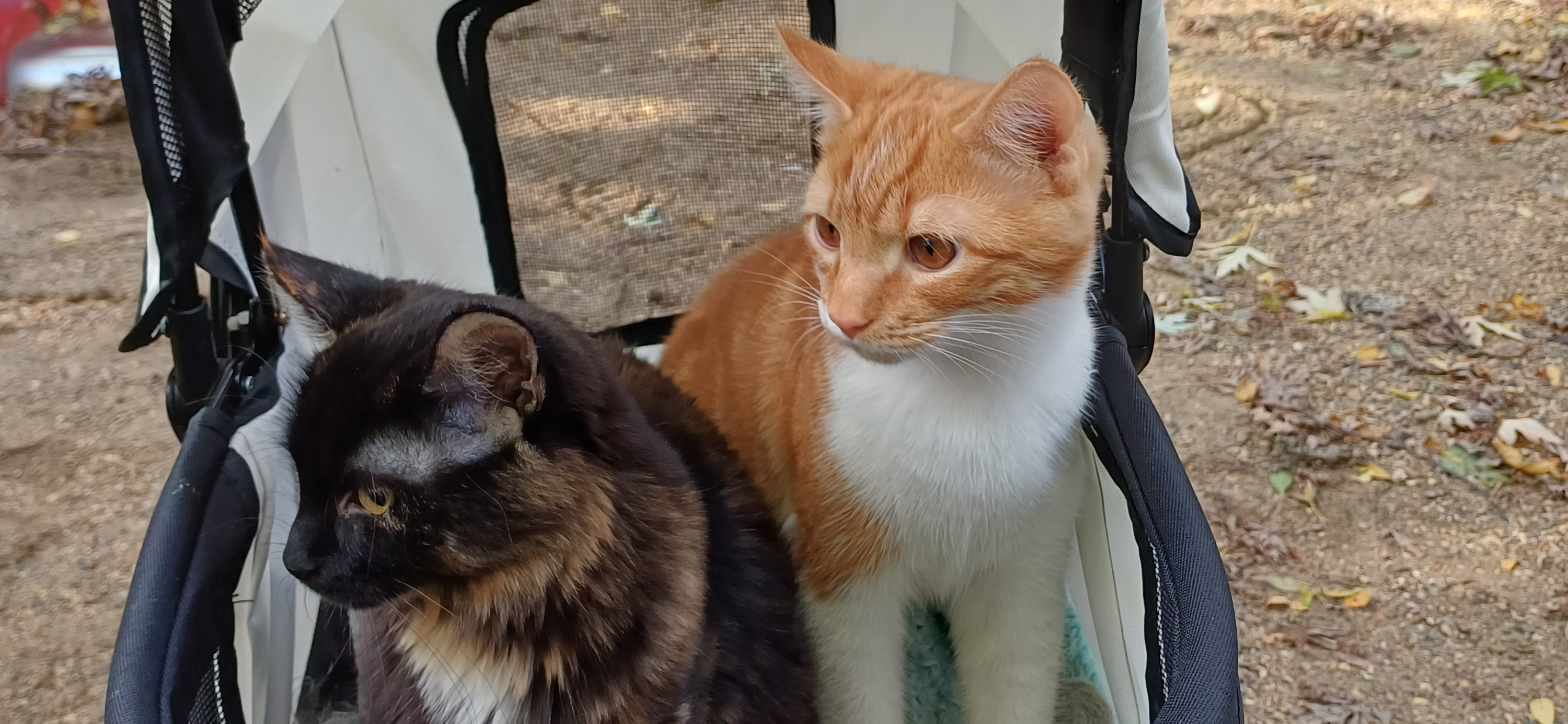 Фото питомцев: пес Лукас, кот Рони и кошки Сима и Бусинка наслаждаются жизнью