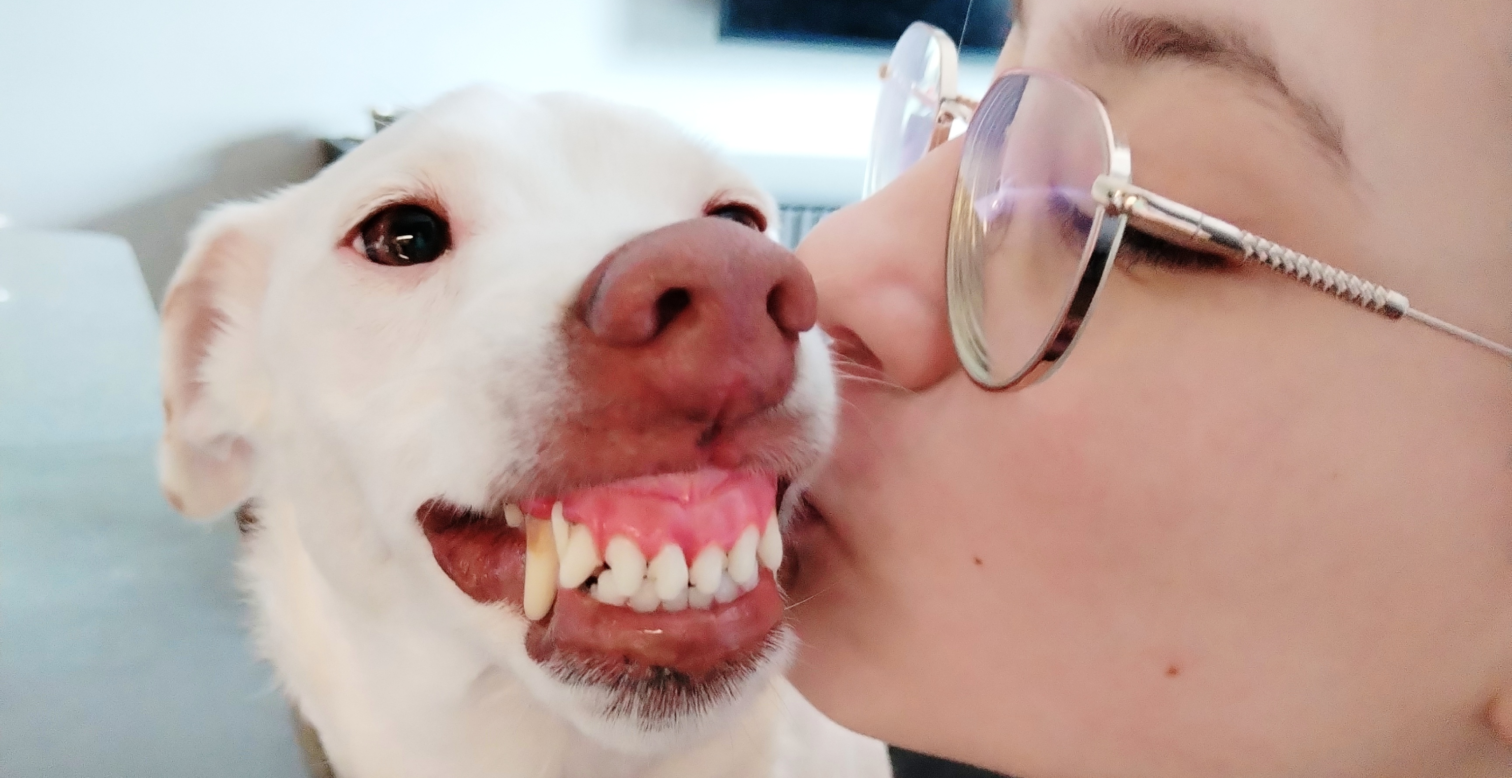 Фото питомца: пес Арчи демонстрирует любовь