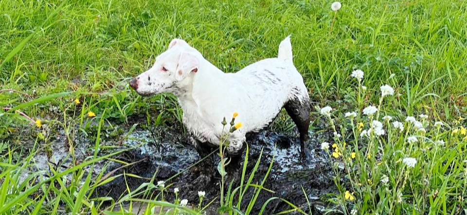 Фото питомца: пес Арчик на спа-процедурах