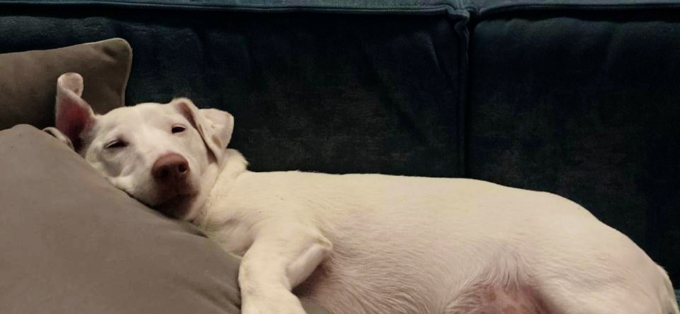 Фото питомца: пес Арчик сладко дремлет на диване