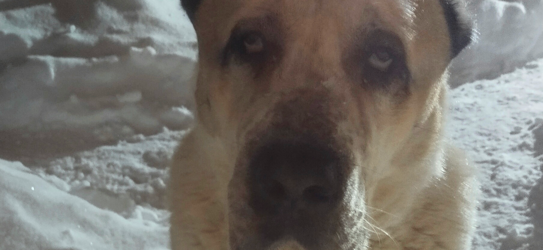 Фото питомца: пес Баська смотрит в камеру