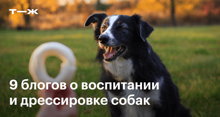 9 блогов о воспитании и дрессировке собак