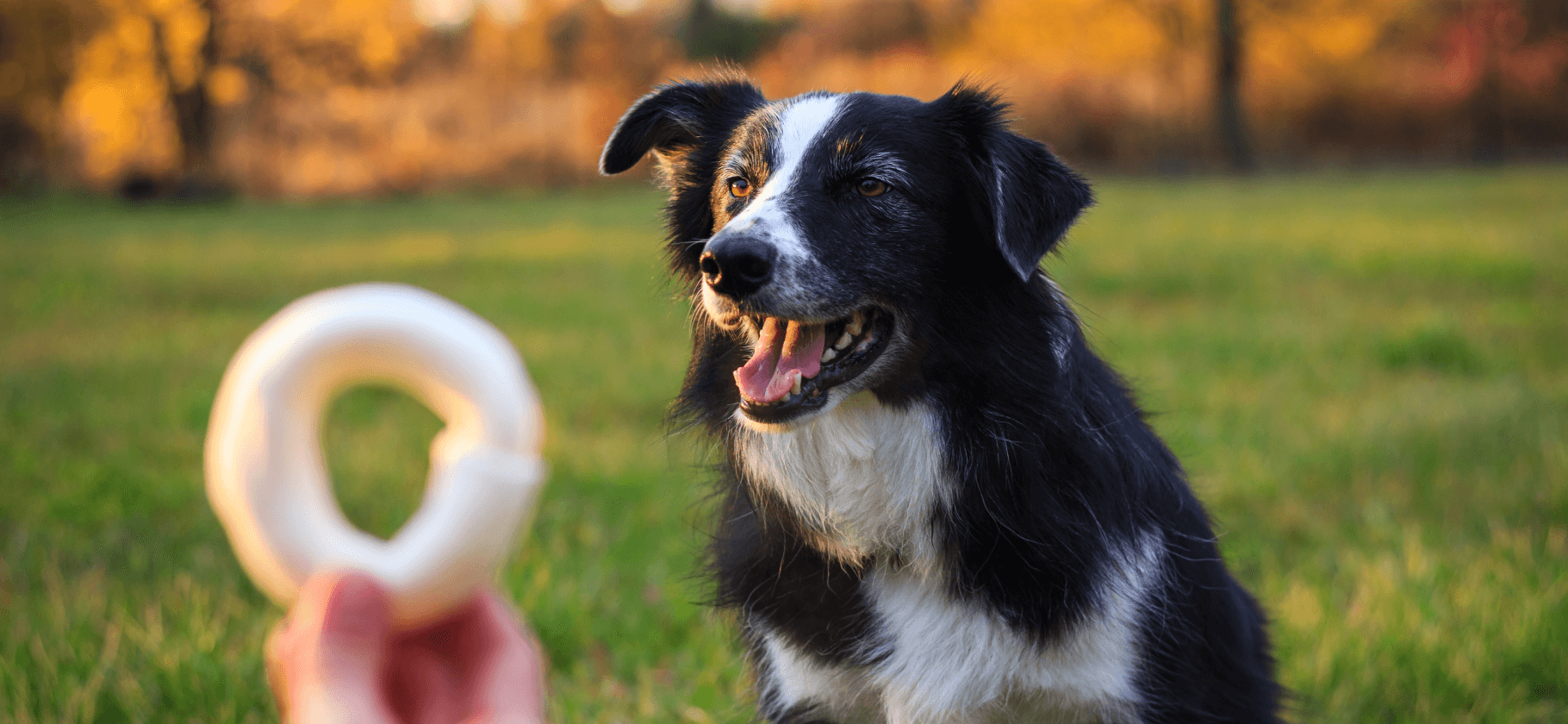 9 блогов о воспитании и дрессировке собак