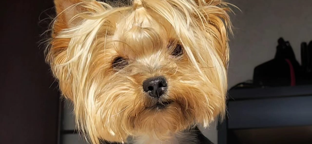 Фото питомца: собака Боня играет с любимой свинкой