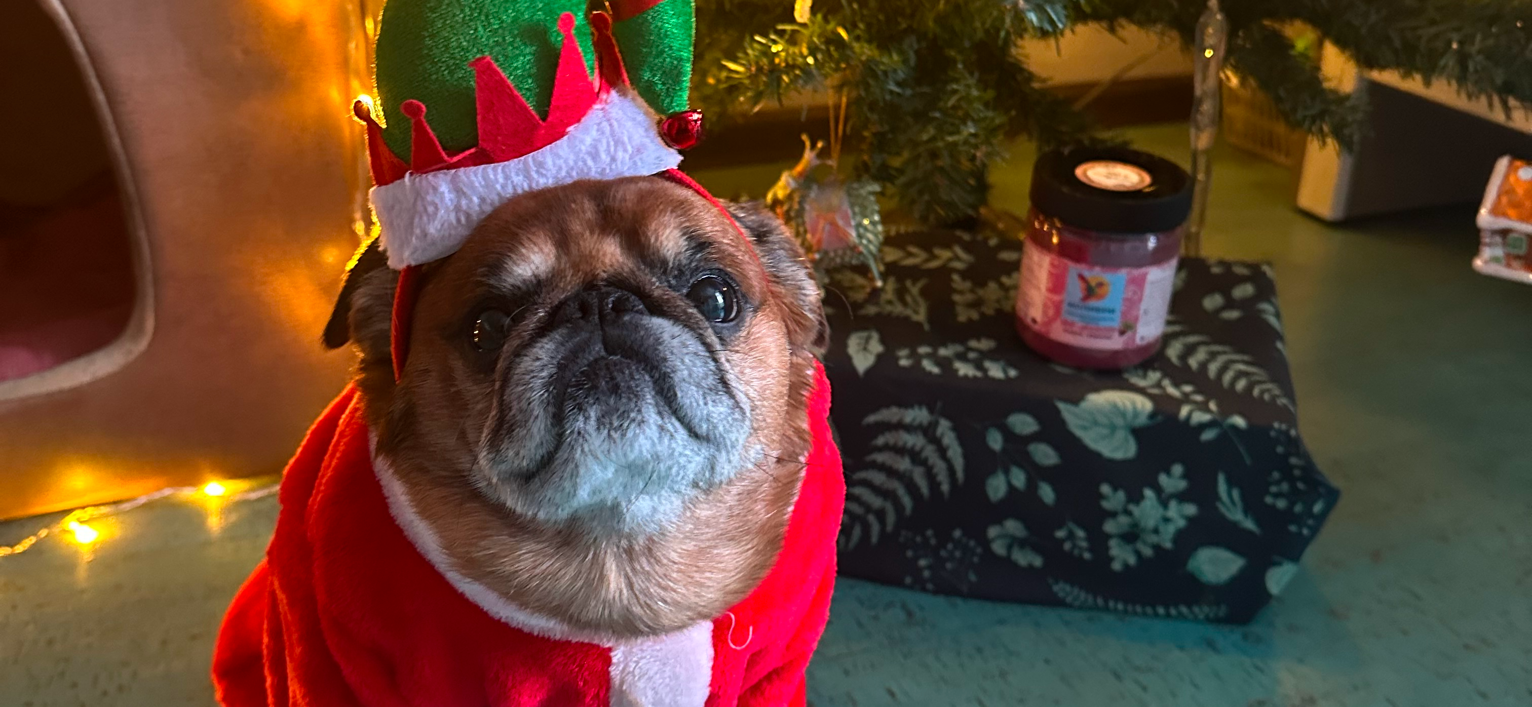 Фото питомца: пес Бронсон приготовился принимать подарки