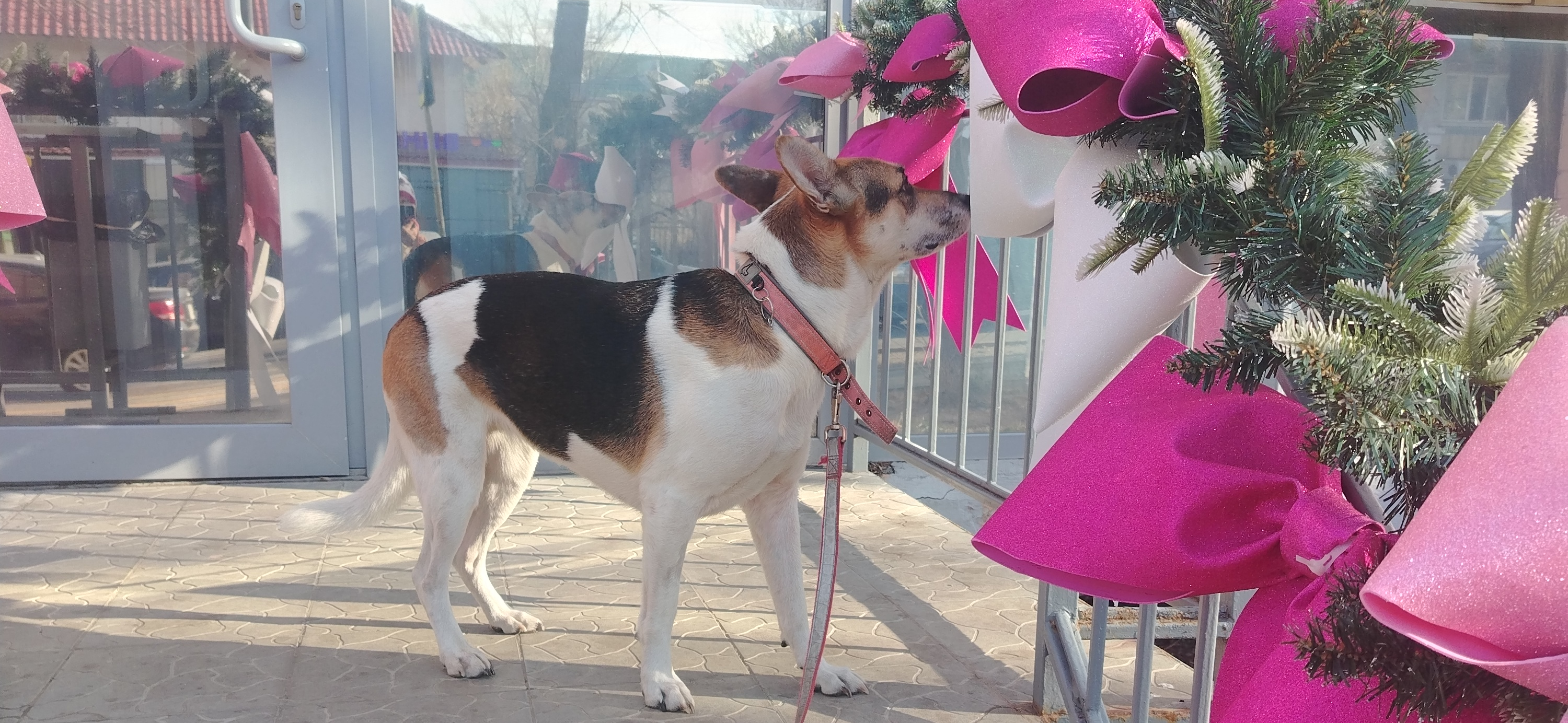 Фото питомца: собака Бусинка отмечает свое пятилетие