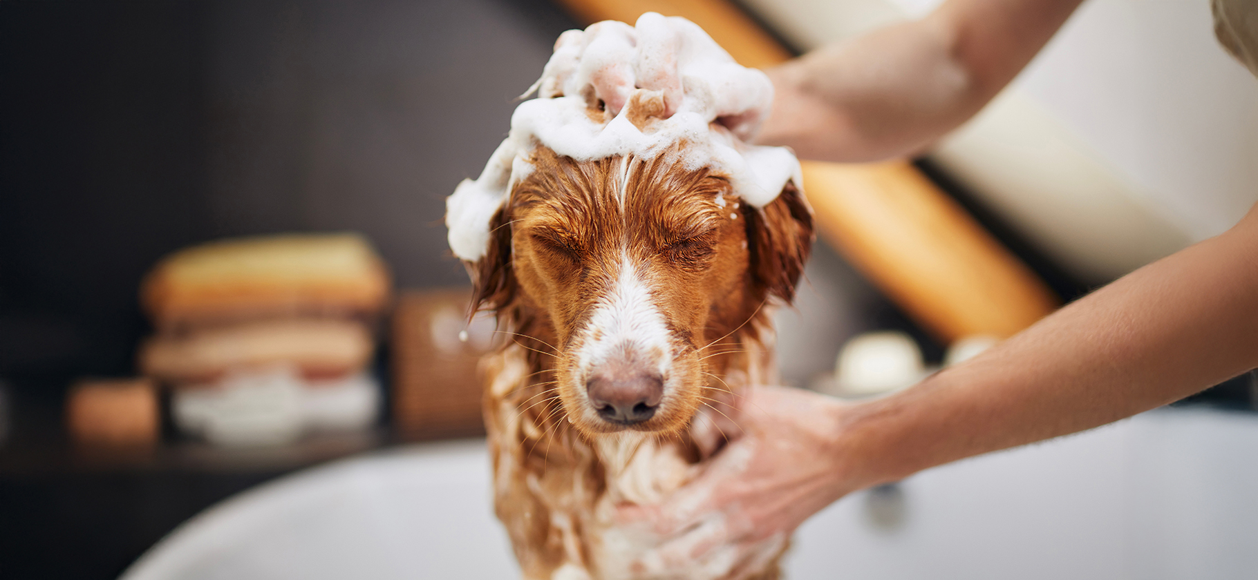 Можно ли мыть кошку или собаку человеческим шам­пунем