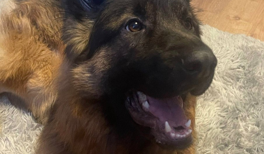 Фото питомца: пес Дизель поздравляет с Новым годом и желает хорошего настроения