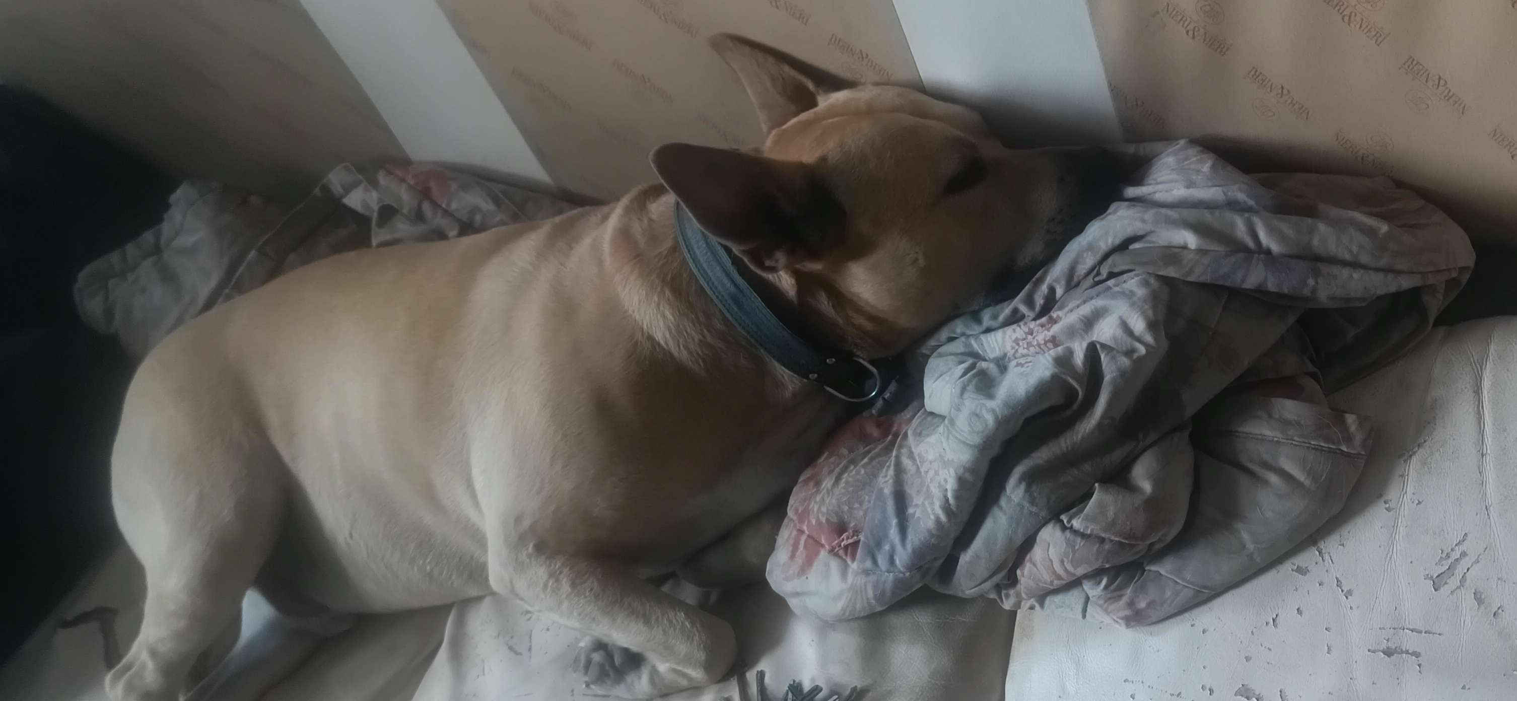 Фото питомца: пес Джеймс отдыхает