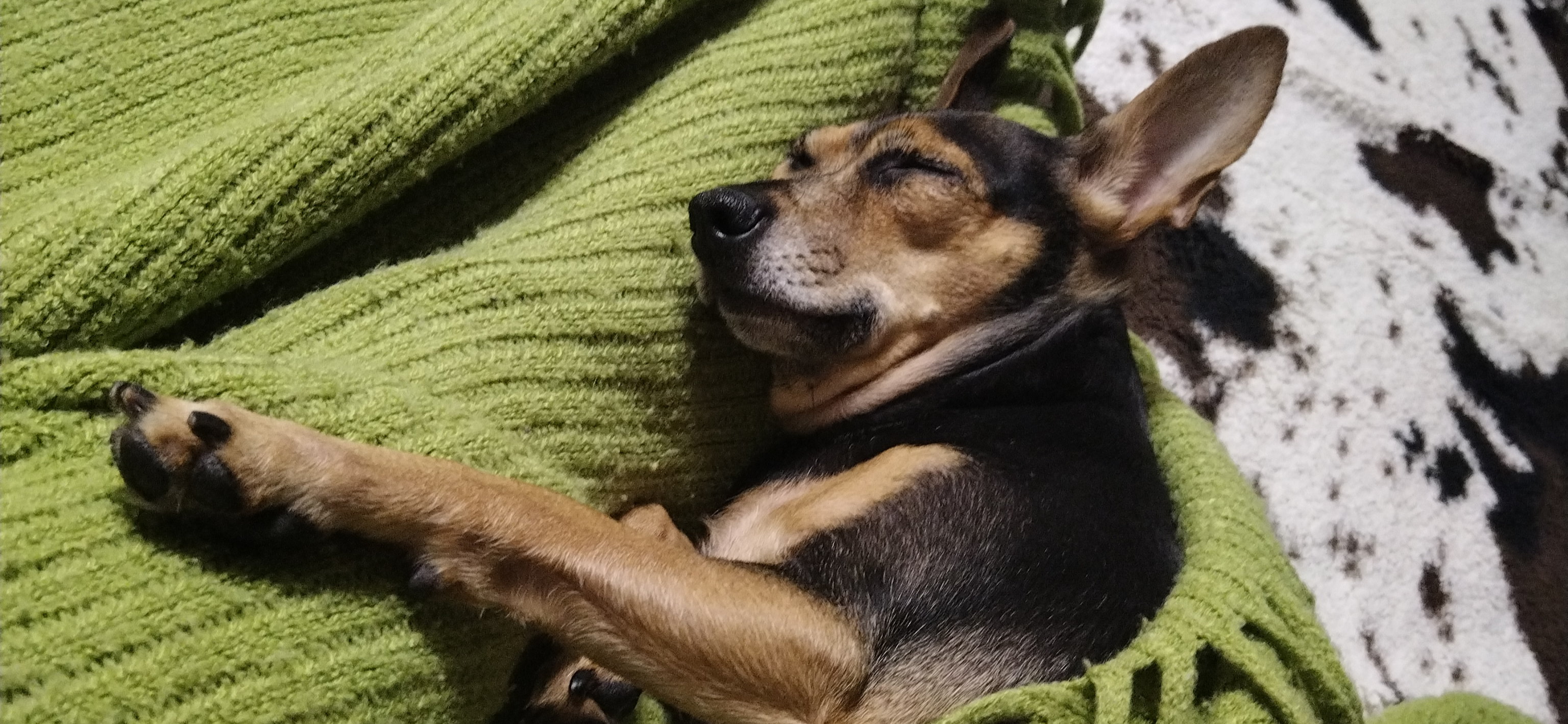 Фото питомца: собака Джулия устроилась спать