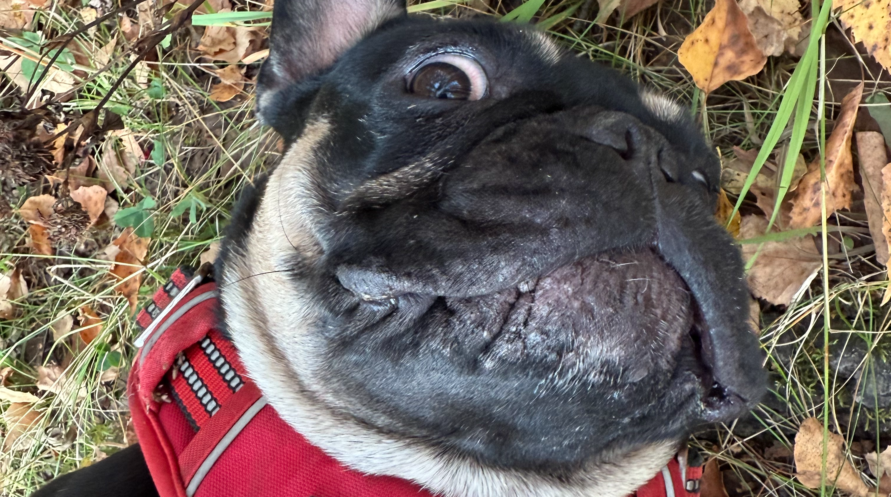 Фото питомца: собака Эсма делает типичное селфи мужчин в приложениях для знакомств