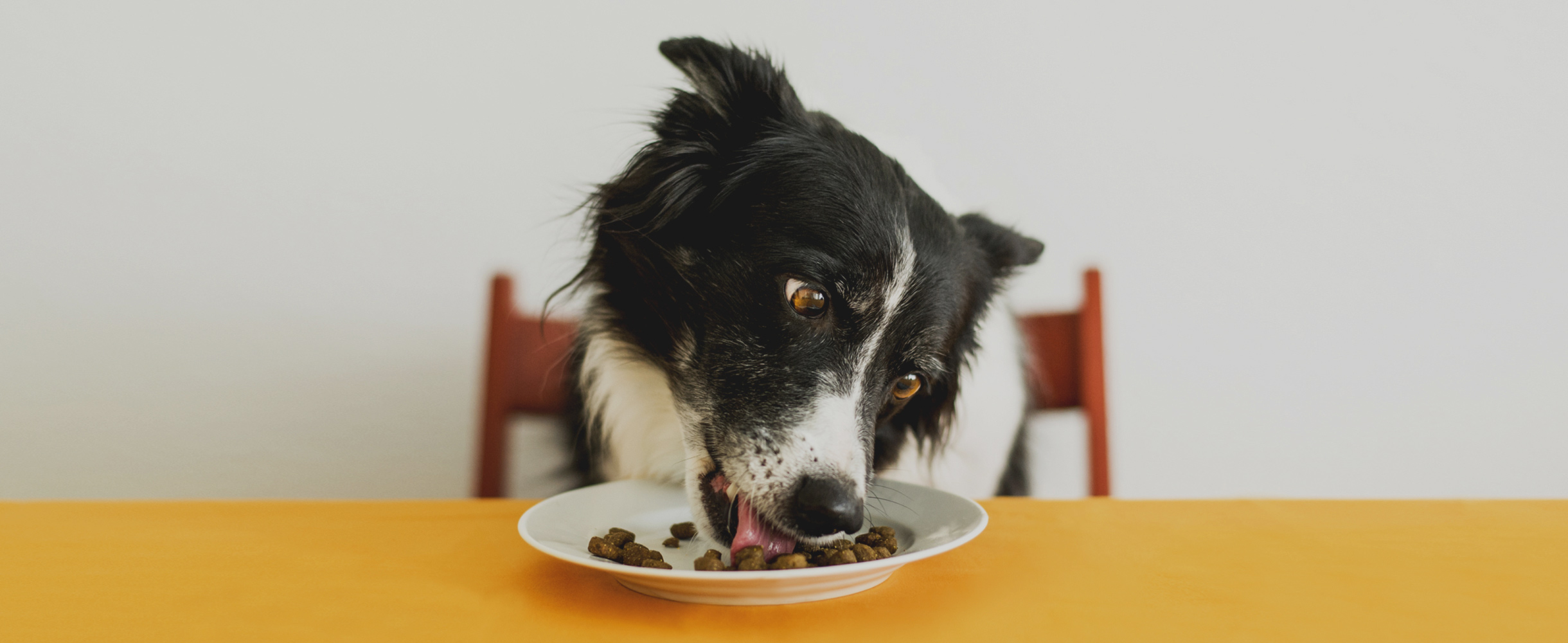 Какой корм лучше для собак – «натуралка» или сухой?