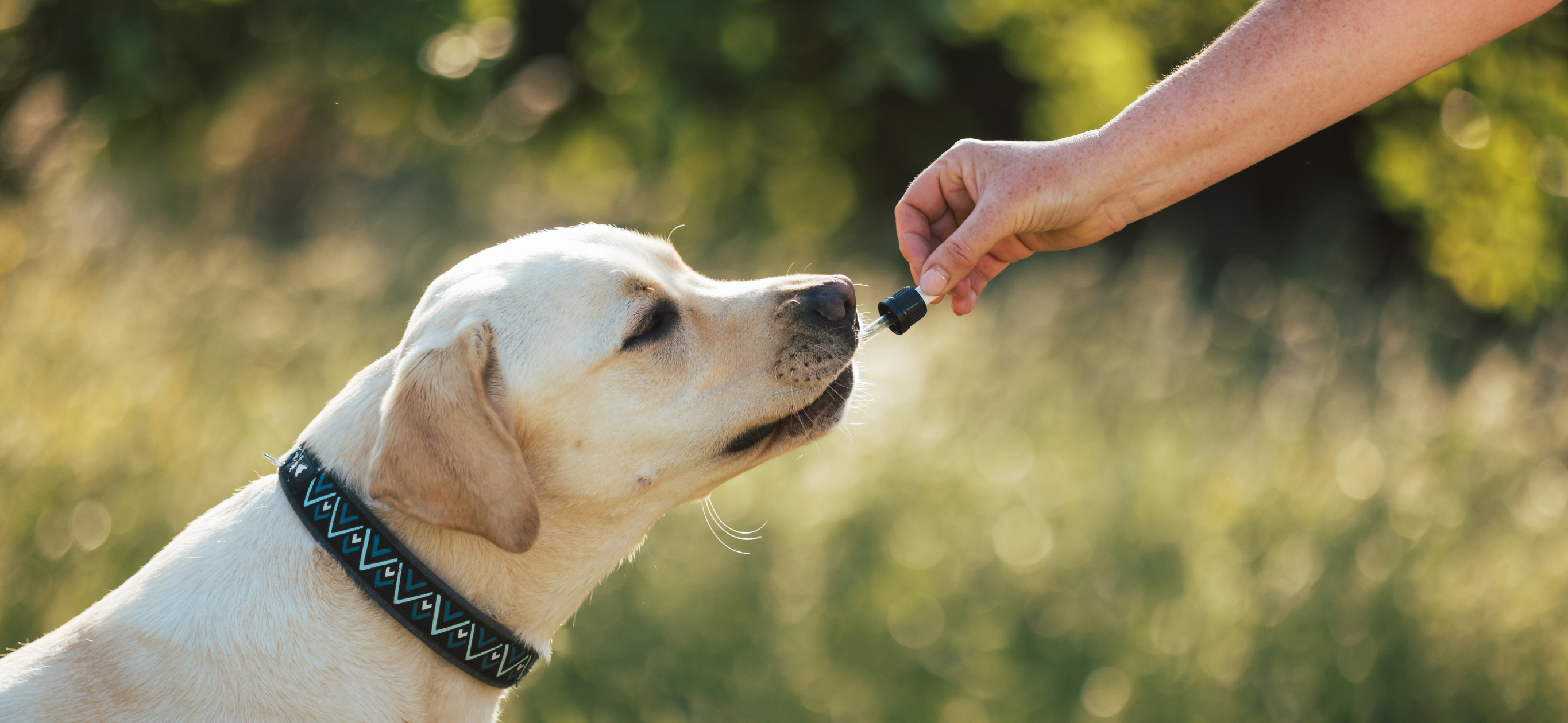 Что положить в собачью аптечку: советы ветеринара