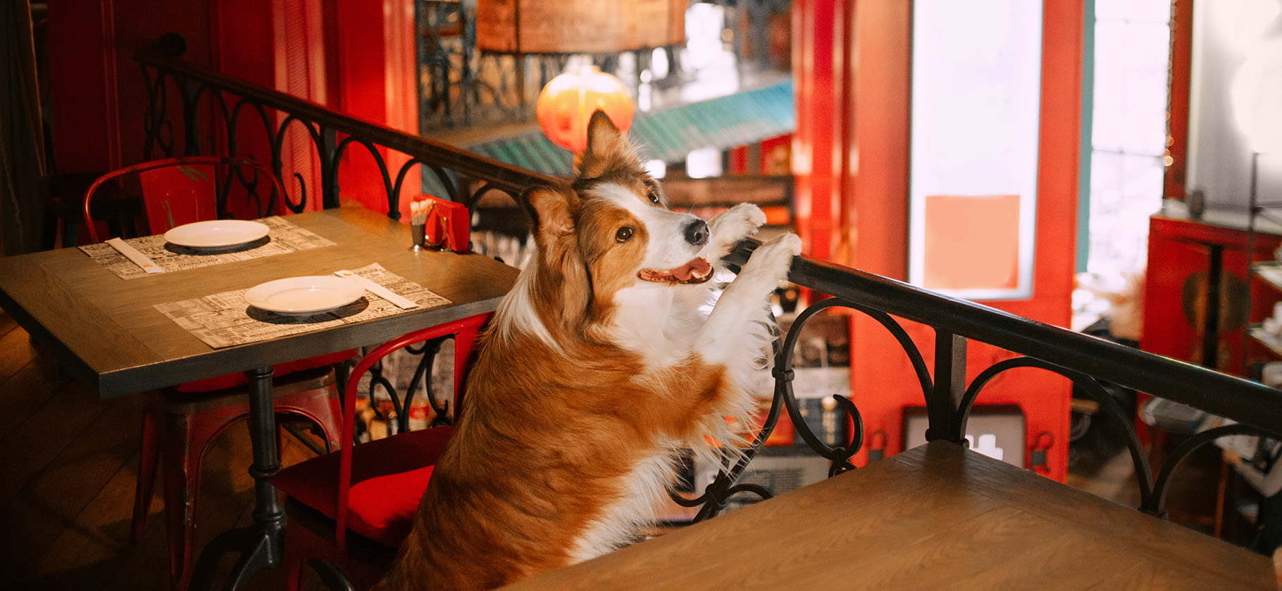 15 кафе в Москве, куда можно с собаками