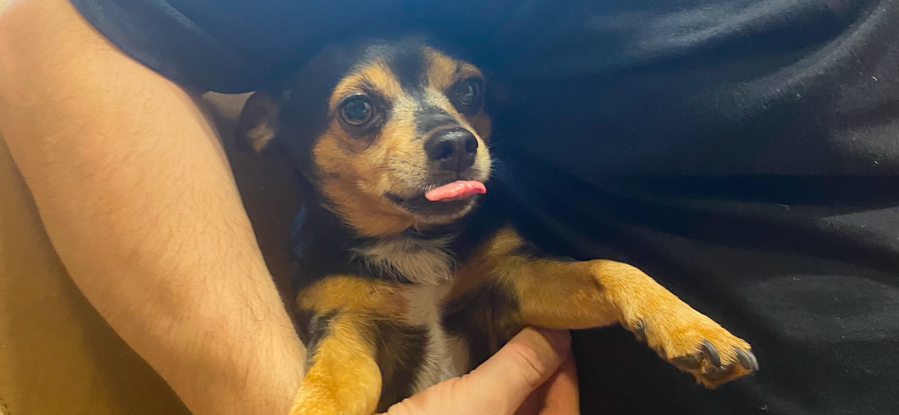 Фото питомца: собака Яша превращается в суслика