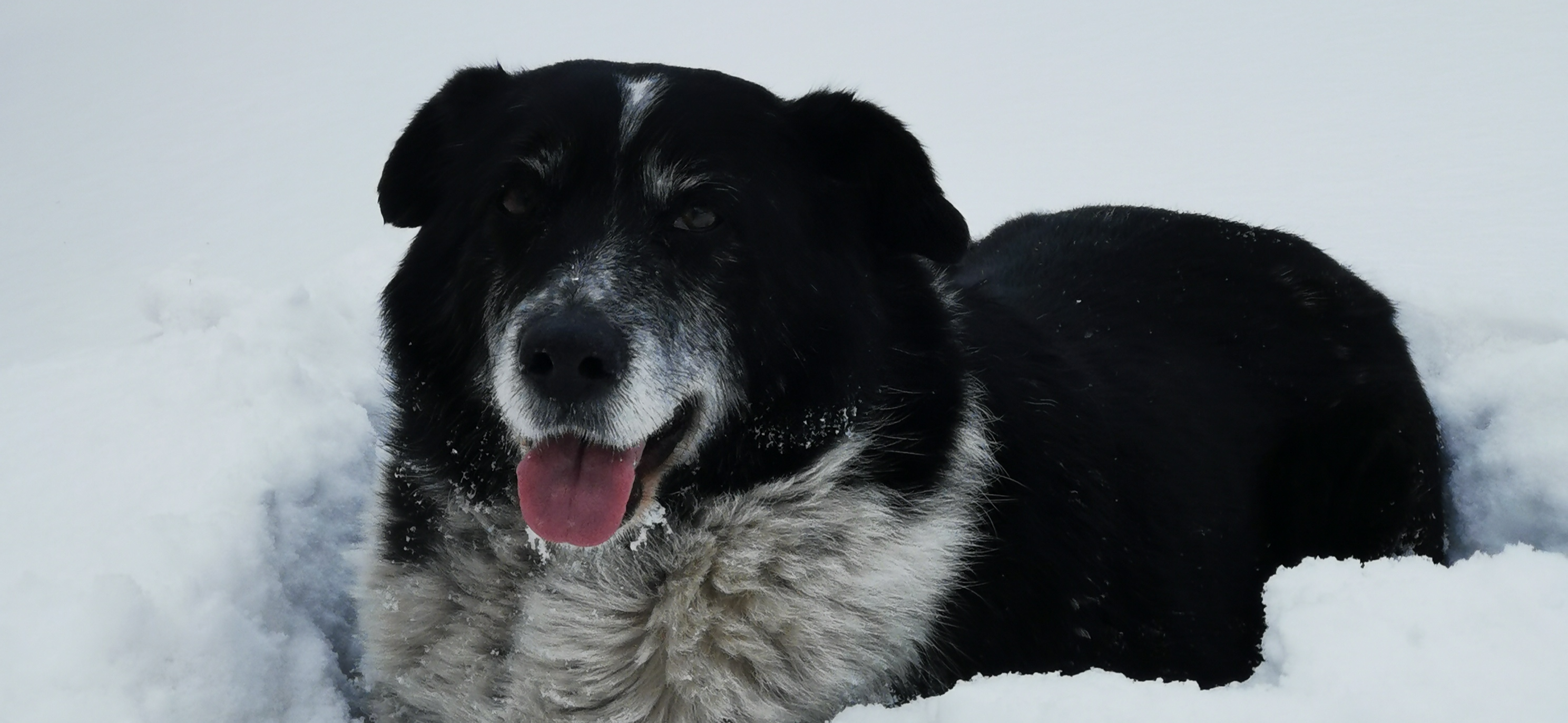 Фото питомца: пес Колька-Николай наслаждается жизнью