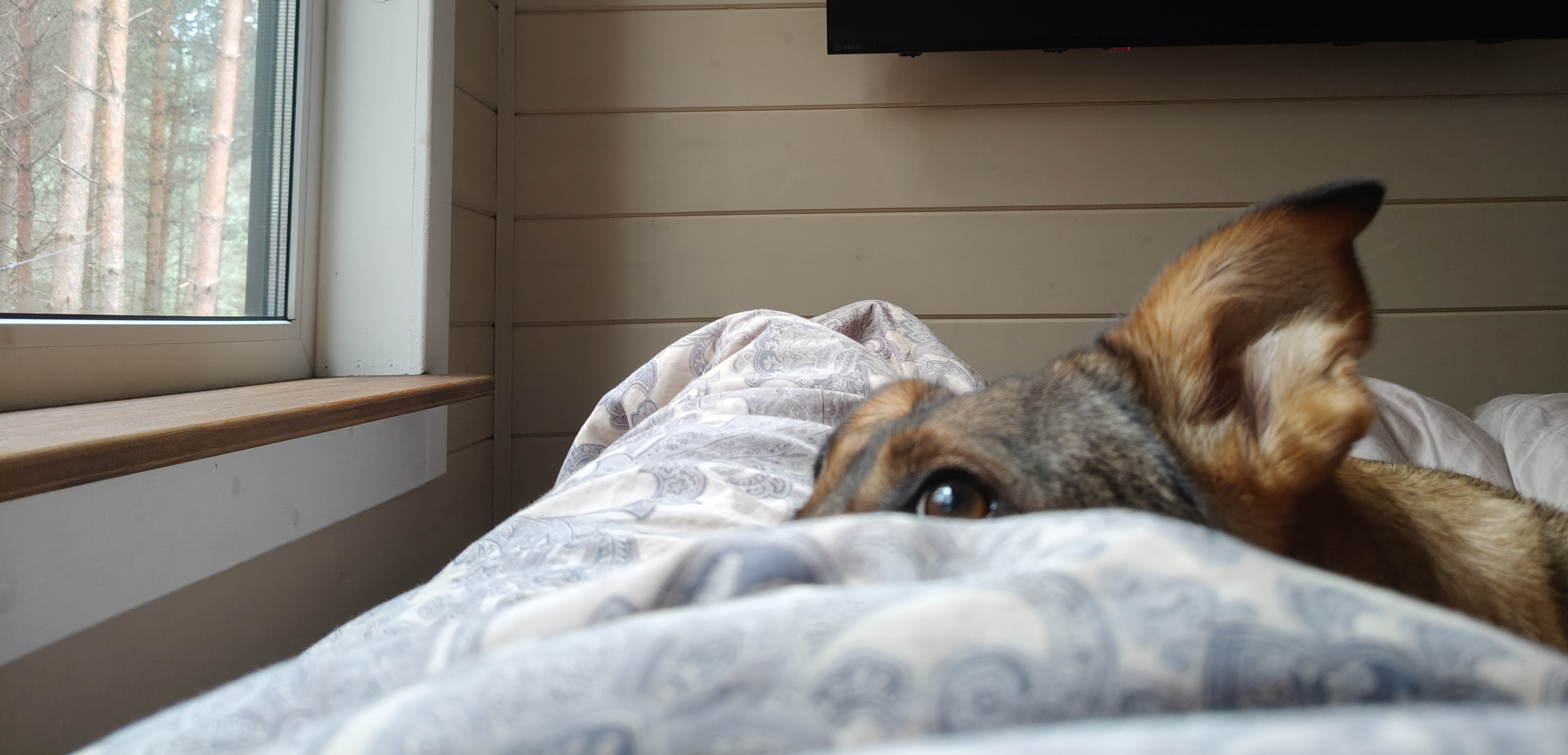 Фото питомца: собака Лана наблюдает за птицами осенним утром