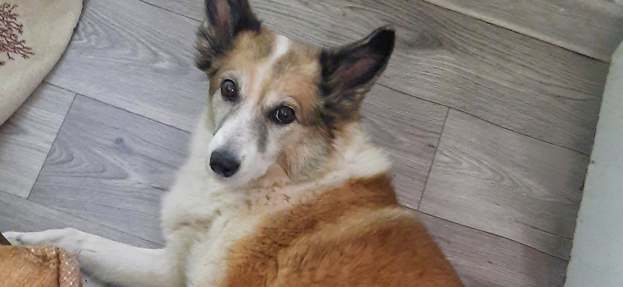 Фото питомца: собака Линда в ожидании новогодних салатов