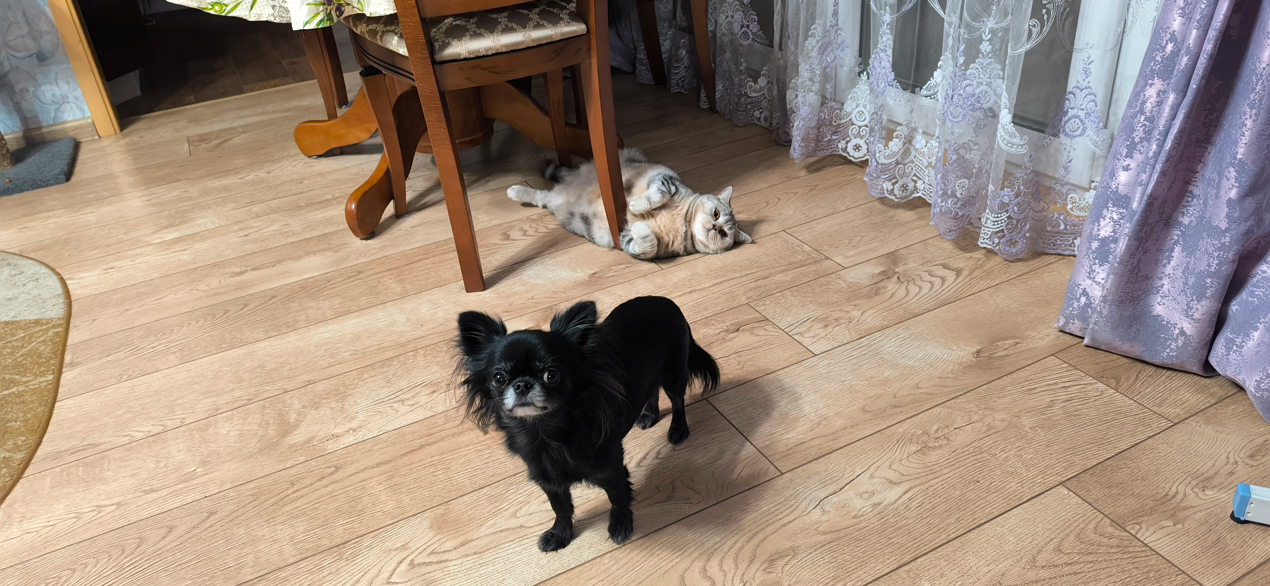 Фото питомцев: собака Мася и кошка Няша отдыхают