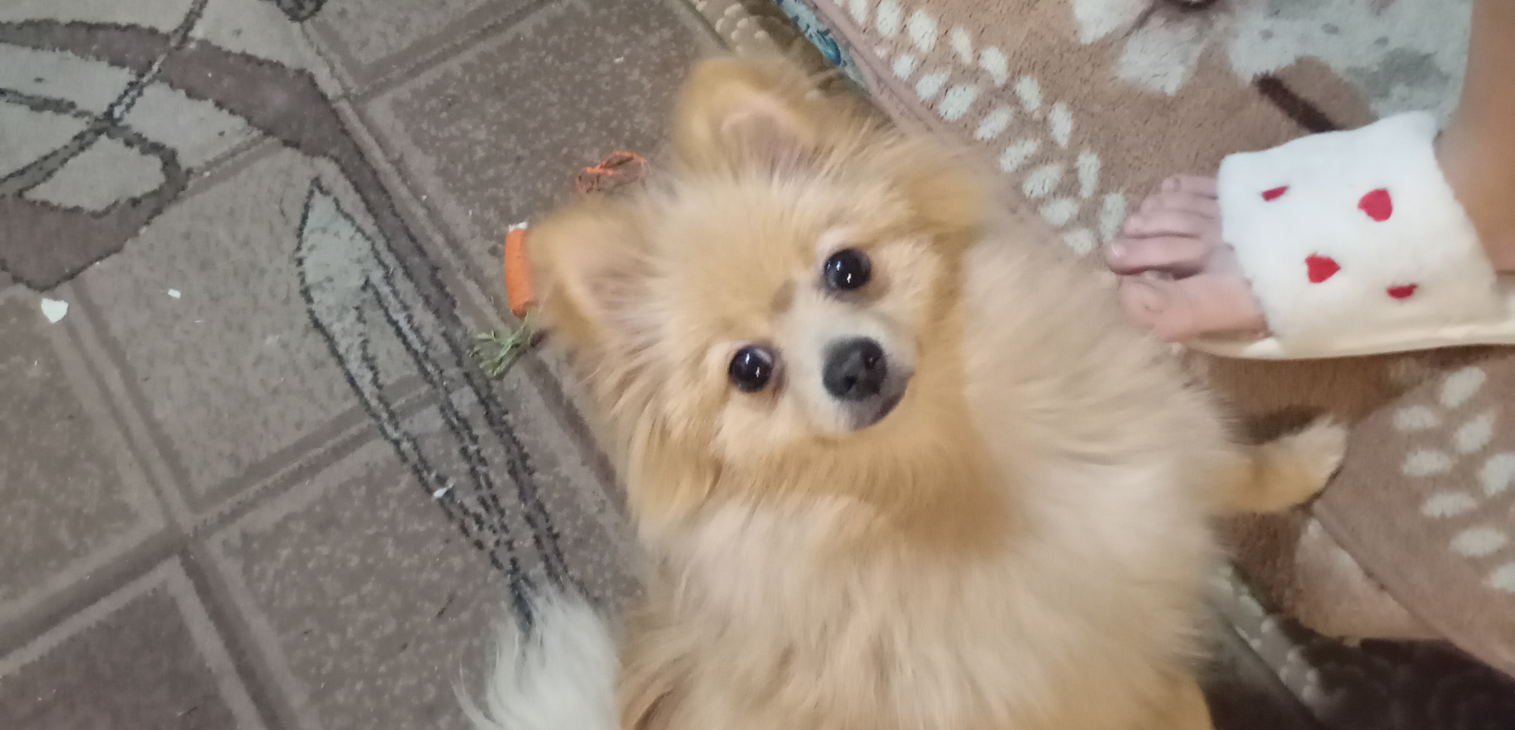 Фото питомца: собака Минькова стоит