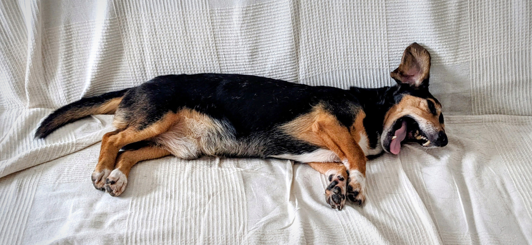 «Оказался нахаль­ным типом»: я подо­брала пса на вокзале и назвала Омаром в честь героя сериала