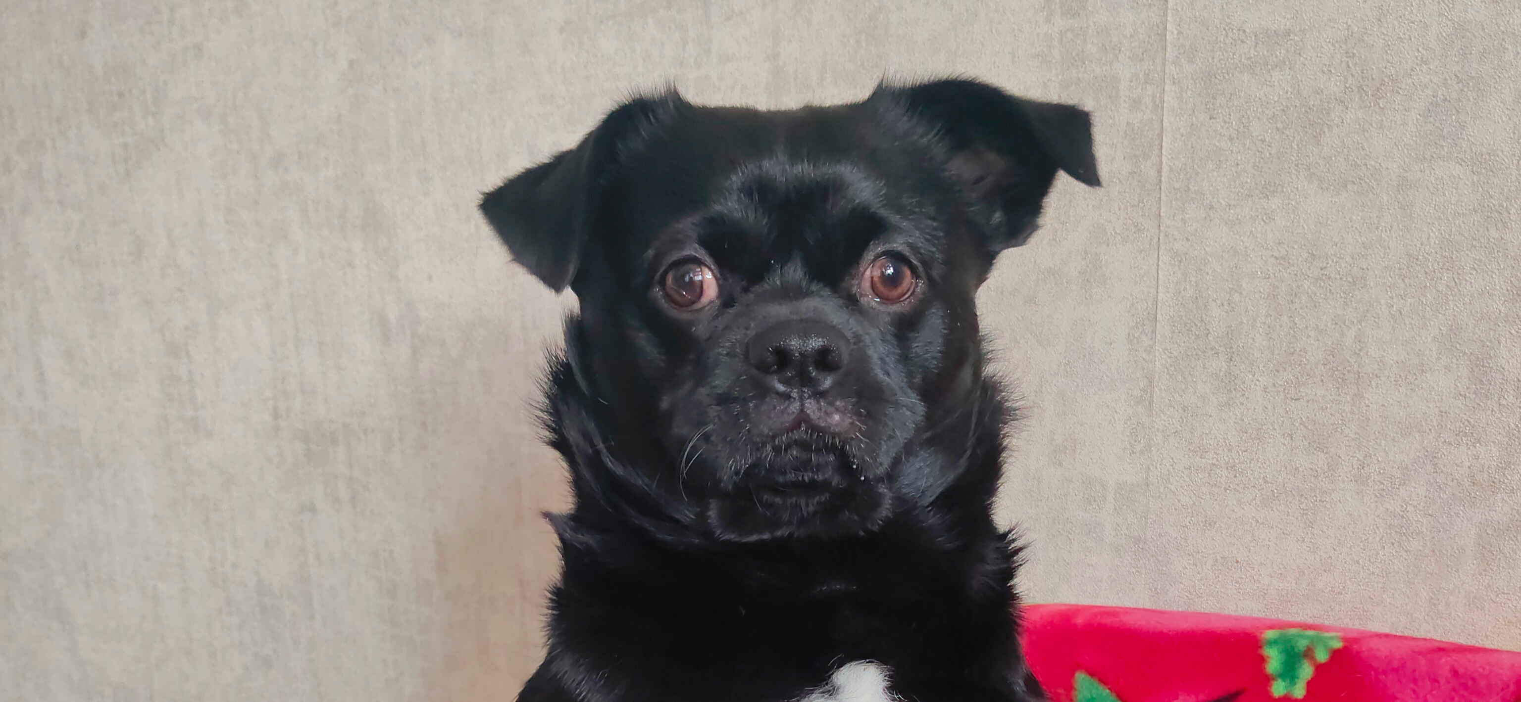 Фото питомца: пес Пончик выпрашивает еду