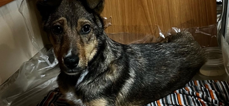 Мы спасли собаку после ДТП, вылечили и нашли дом, но она сбежала