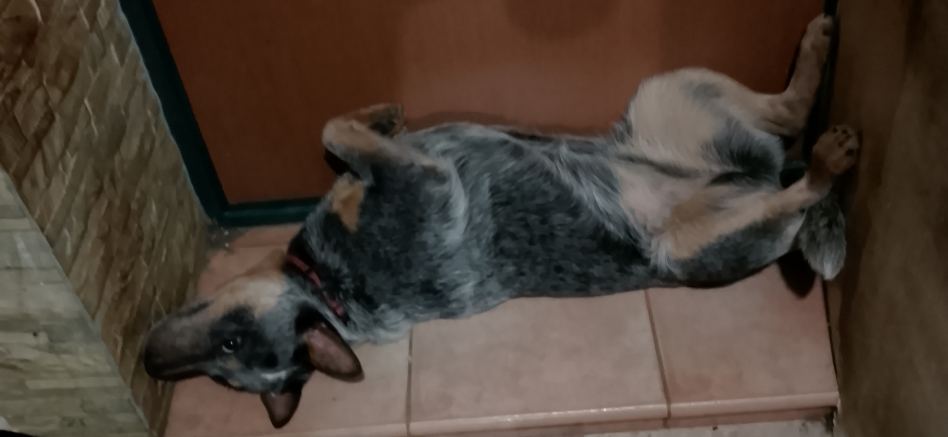 Фото питомца: пес разлегся на пороге