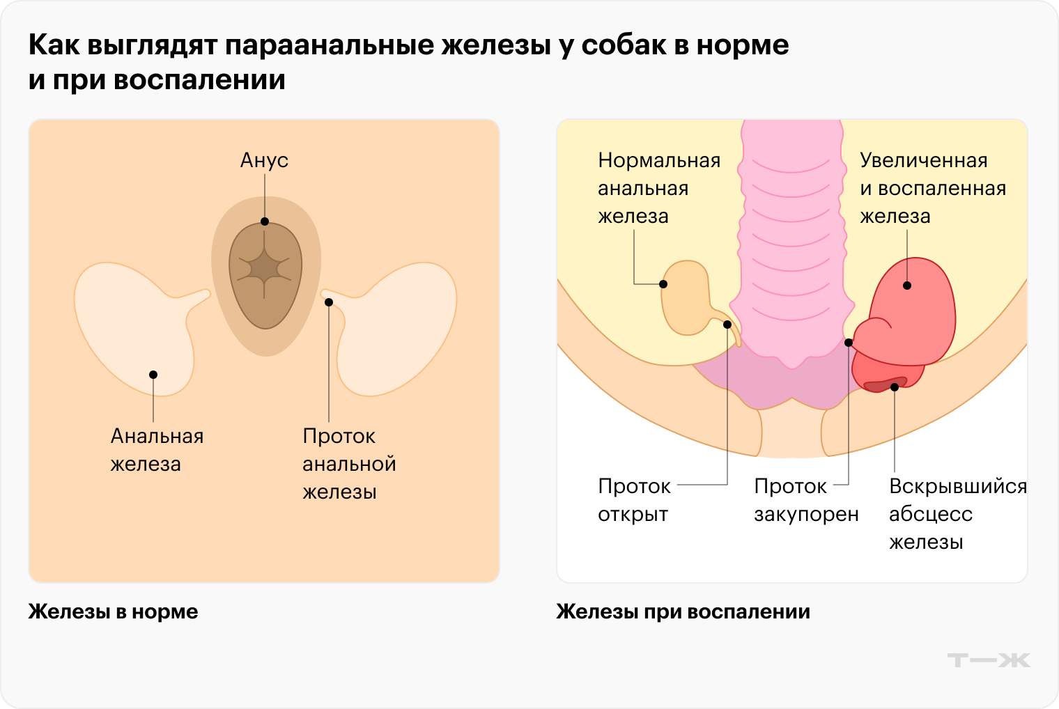 Так выглядят параанальные железы у собак в норме и при воспалении. Источник: petmd.com