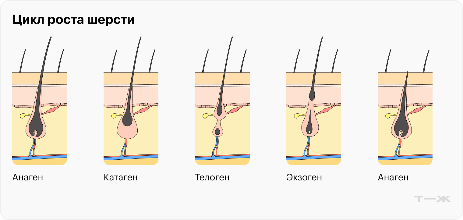 Цикл роста шерсти у собак похож на цикл роста волос у людей