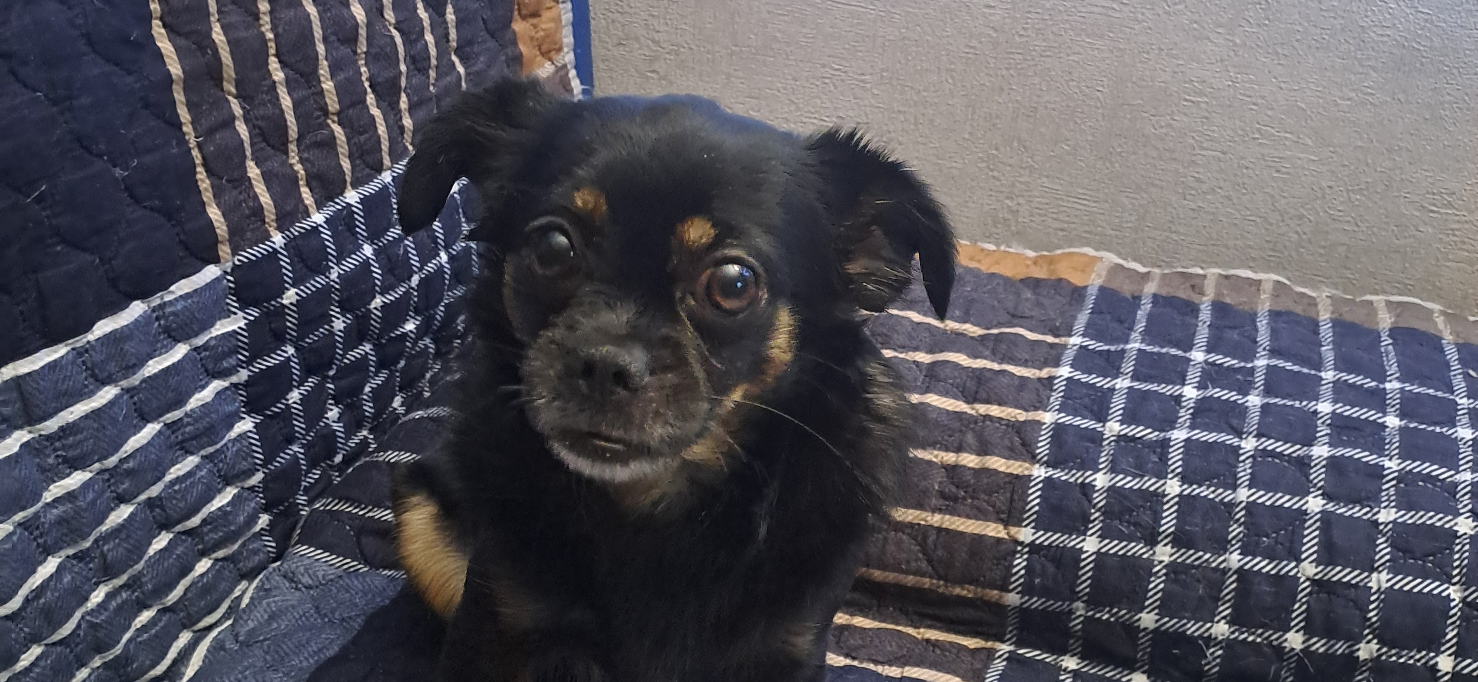 Фото питомца: пес Шуша сидит на диване