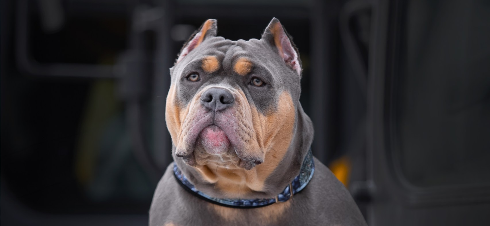 Фото питомца: американский булли Сим позирует